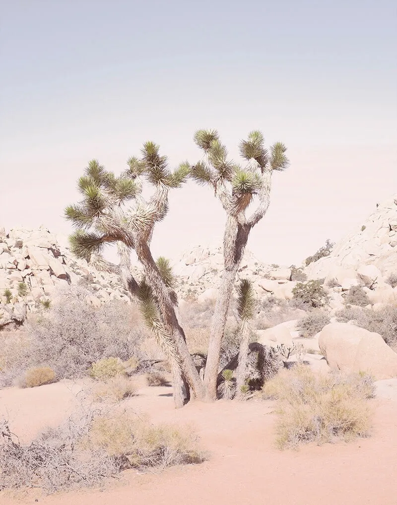 Joshua Tree No. 2